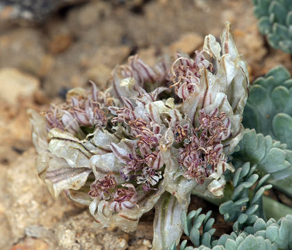 Image of <i>Cymopterus purpurascens</i>