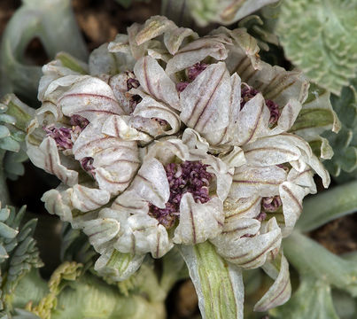 Image of <i>Cymopterus purpurascens</i>