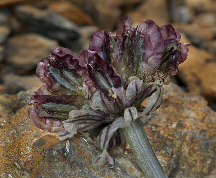 Image of <i>Cymopterus purpurascens</i>