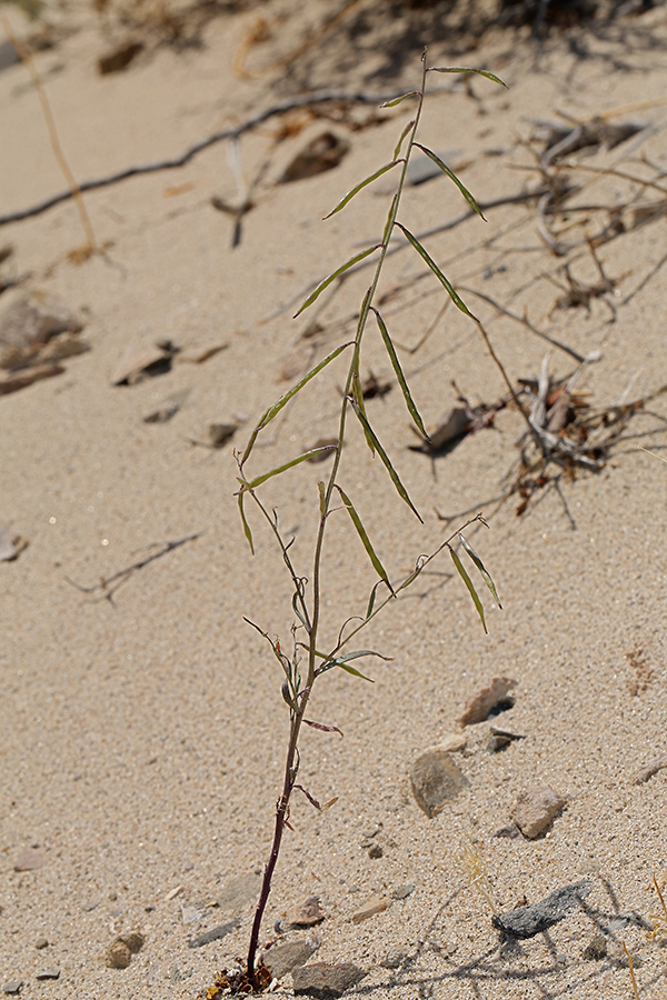 Plancia ëd Streptanthella longirostris (S. Watson) Rydb.