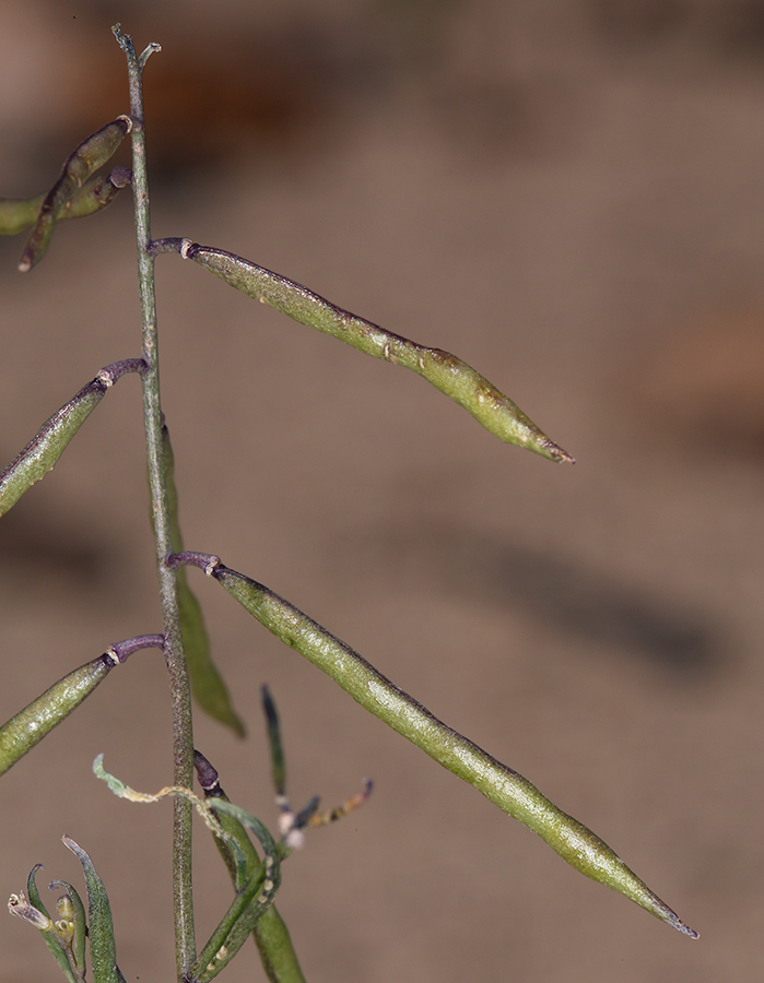 Plancia ëd Streptanthella longirostris (S. Watson) Rydb.