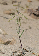 Image of longbeak streptanthella