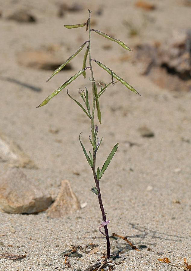 Plancia ëd Streptanthella longirostris (S. Watson) Rydb.