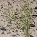 Image of skeletonweed