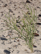 صورة Chaetadelpha wheeleri A. Gray