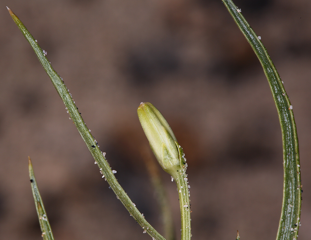 صورة Chaetadelpha wheeleri A. Gray