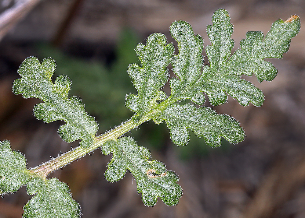 Phacelia distans Benth.的圖片