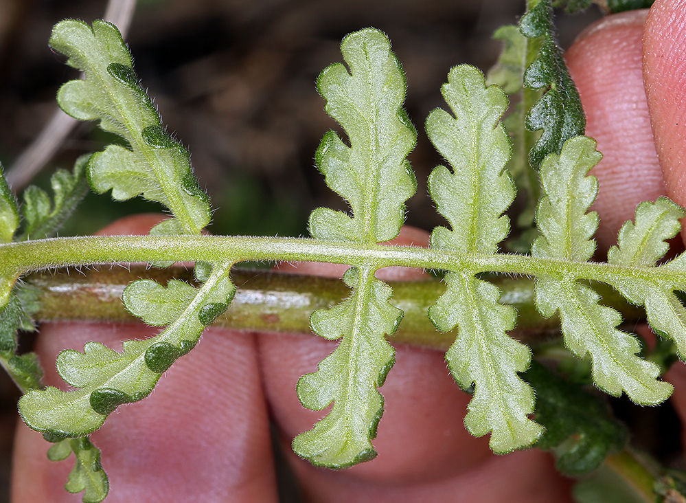 Image of distant phacelia