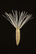 Sivun Xylorhiza wrightii (A. Gray) Greene kuva