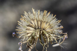 Image of Big Bend woodyaster