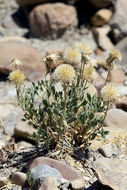 Image of Big Bend woodyaster