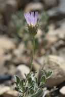 Sivun Xylorhiza wrightii (A. Gray) Greene kuva