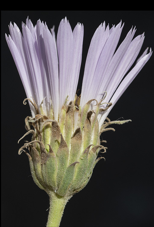 Image of Big Bend woodyaster