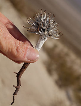 Imagem de Oenothera primiveris A. Gray