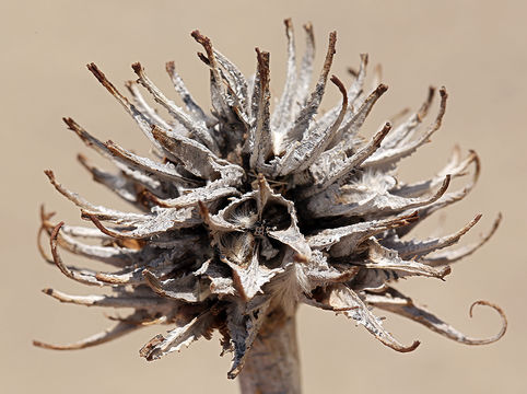 Image of desert evening primrose