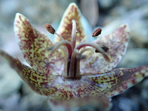 Image of Talus Fritillary