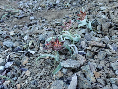 Image of Talus Fritillary