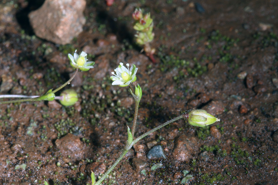 Imagem de Sagina decumbens (Ell.) Torr. & Gray