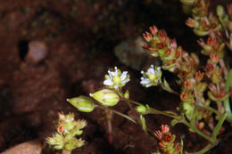 Imagem de Sagina decumbens (Ell.) Torr. & Gray