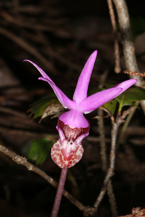 Image of Calypso orchid