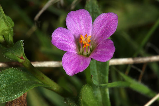 Image of Brewer's redmaids