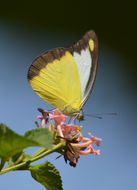 Image of Chocolate Albatross (butterfly)