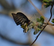 Image of Golden Birdwing Butterfly