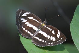 Image de Neptis hylas Linnaeus 1758