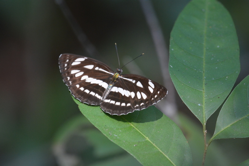 Image of Common Sailor