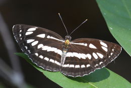 Image de Neptis hylas Linnaeus 1758