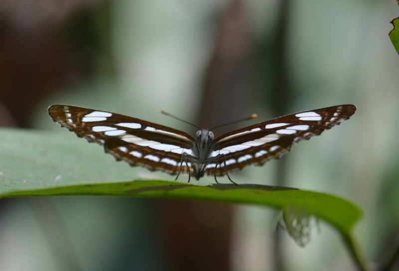 Image of Common Sailor