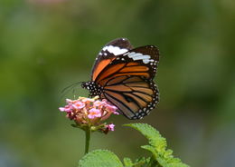 Sivun Danaus (Anosia) melanippus Cramer 1777 kuva