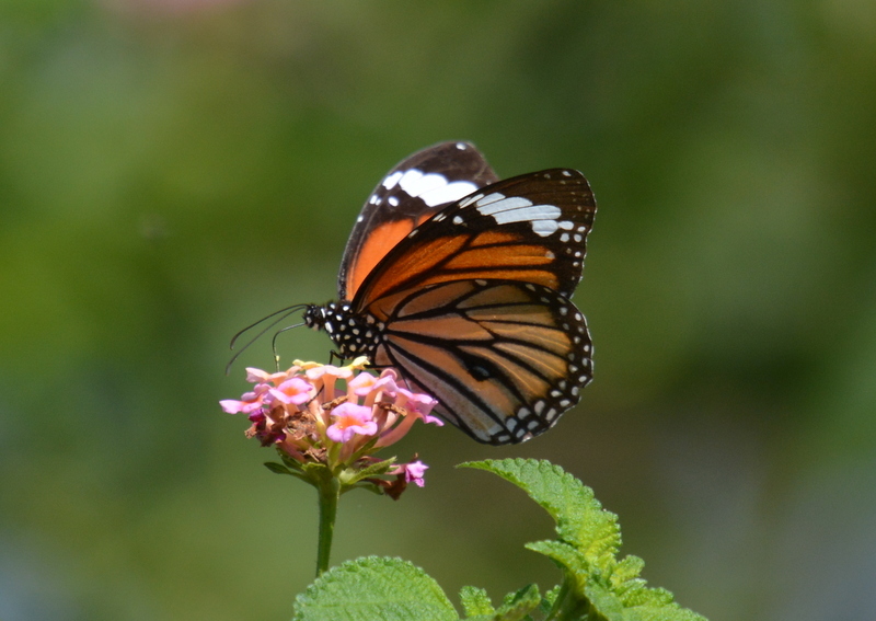 Image of Danaus (Anosia) melanippus Cramer 1777