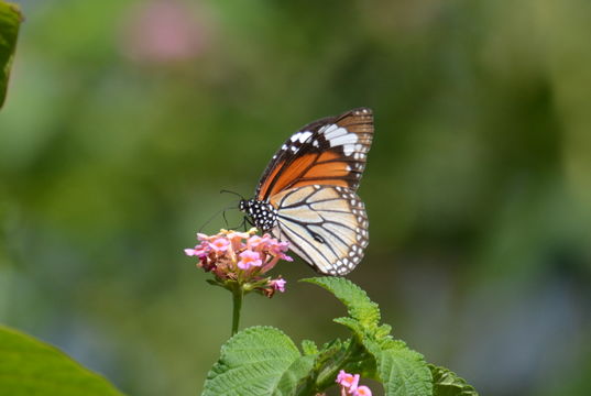 Plancia ëd Danaus (Anosia) melanippus Cramer 1777