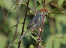 Image of Cambodian Tailorbird