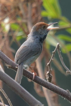 Image of Cambodian Tailorbird