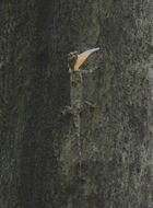 Image of Asian Gliding Lizard