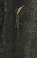 Sivun Draco maculatus (Gray 1845) kuva
