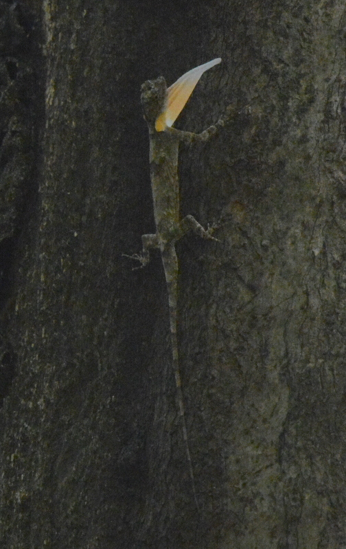 Image of Asian Gliding Lizard