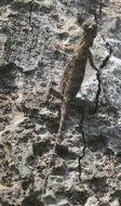 Image of Asian Gliding Lizard