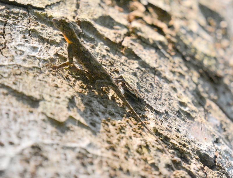 Image of Asian Gliding Lizard