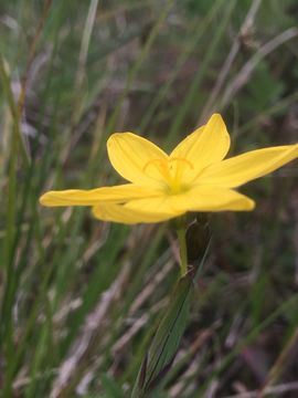 Image of golden blue-eyed grass