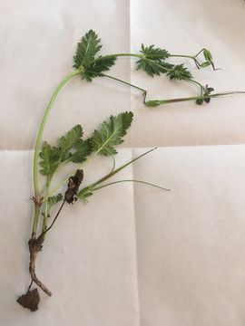 Image of shortfruit stork's bill