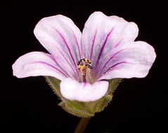 Слика од Erodium botrys (Cav.) Bertol.