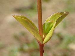 Image of yellowseed false pimpernel