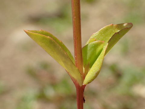 Image of yellowseed false pimpernel