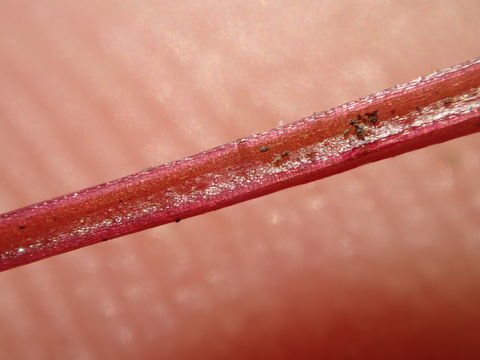 Image of yellowseed false pimpernel