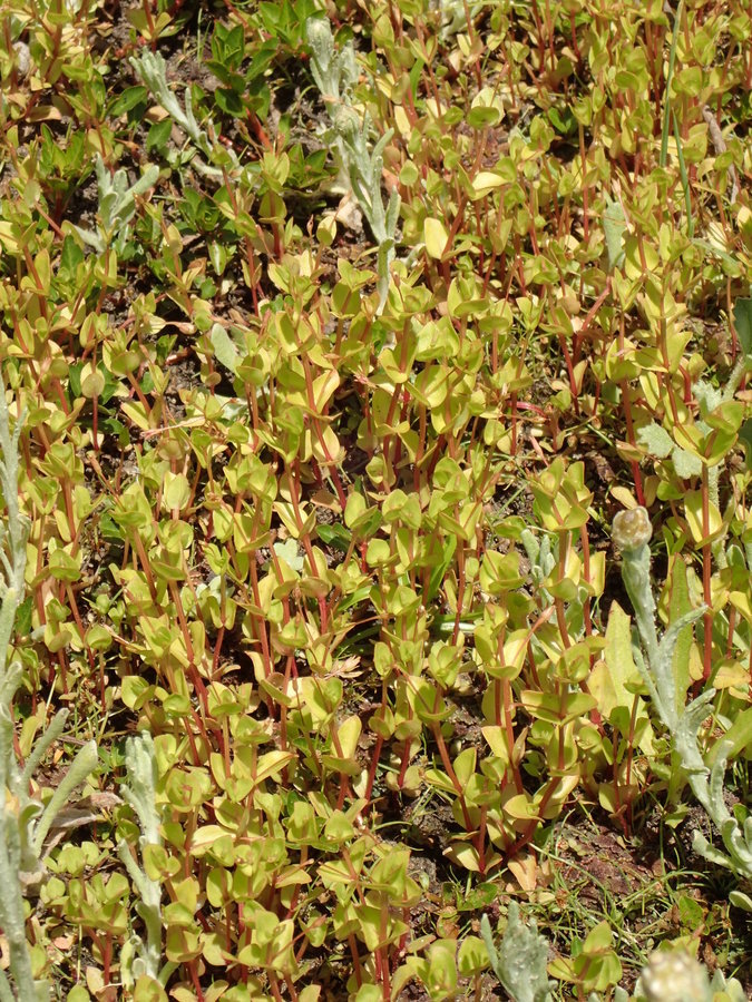 Image of yellowseed false pimpernel