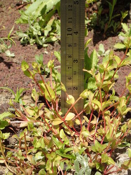 Image of yellowseed false pimpernel