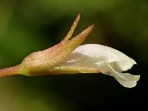 Image of yellowseed false pimpernel